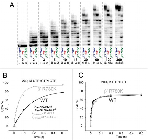 Figure 7. β′R780K is a fast RNAP mutant that suppresses pausing at some sites. (A) Transcription rates of RNAPs. (B) RNAP escapes from pausing at A32. (C) RNAP escapes from stalling at U33.