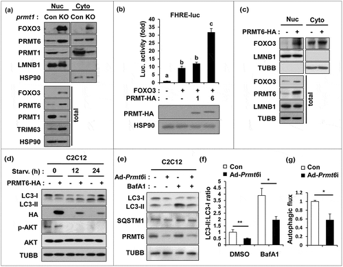 Figure 5. PRMT1 inhibits FOXO3 through PRMT6 suppression. (a) Cellular fractionation of control or prmt1-knockout C2C12 cells followed by immunoblot analysis with the indicated markers. (b) Luciferase assay of C2C12 cells cotransfected with FOXO3-reporter, control or FOXO3 and control, PRMT1 or PRMT6 expression vectors. Data represent means ± SD. Letters indicate statistically distinct group (one-way ANOVA<0.01). (c) Cellular fractionation of C2C12 cells at D1 transfected with pcDNA-HA or a plasmid encoding PRMT6-HA followed by immunoblot analysis for the indicated markers. (d) C2C12/pcDNA-HA and C2C12/PRMT6-HA cells were incubated in DMEM containing 2% HS for the indicated hours followed by immunoblot analysis for the indicated markers. (e–g) Immunoblot analysis and quantifications of LC3-ll levels from C2C12/ad-control and C2C12/ad-Prmt6i cells treated with or without 10 nM Baf A1 for 3 h. (n = 3). Data represent means ± SD. *P < 0.05, **P < 0.01, ***P < 0.001.