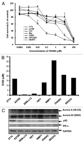 Figure 1. Growth-inhibitory effect of VE 465 on ovarian cancer cell lines as detected by MTT proliferative assay. (A) VE 465 on cell lines 2774, A2780, 2008/C13, Hey, NMP1, OVCAR3, and SKOV3. (B) IC50 of VE 465 in different ovarian cancer cell lines after treatment for 96 h. The experiments were repeated three times. (C) Western blot analysis of the expression of Aurora kinases A and B, p53, and ER-α in ovarian cancer cell lines.