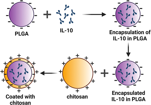 Figure 1 Schematic diagram of IL-10 encapsulated in nanomaterials. (A) represent three components: PLGA, chitosan and IL-10. (B) illustrates encapsulation of IL-10 first in PLGA and second in chitosan.