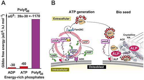 Figure 10 Role of ATP during bone mineralization. (A) PolyP acts as an extracellular generator for ATP (for polyP40: ΔG0 −1170 kJ mol−1). A polyP molecule can generate a multifold of the energy present in ADP (−30 kJ mol−1) or ATP (−60 kJ mol−1). (B) Bone mineralization is an energy-dependent process and proceeds extracellularly (Scheme). This process can be divided (left panel) into an ATP generation section and a bioseed formation for initiating of bone/HA synthesis (right panel). On the surface of osteoblasts, polyP is enzymatically hydrolyzed by ALP to form ADP from AMP. During cleavage of the high-energy acid anhydride bonds in polyPn, Gibbs free energy is released; in each step, the polyP chain is shortened by one Pi unit (polyPn-1). The enzyme ADK forms one mole of ATP from two moles of ADP. This process is coupled to the Fam20C kinase, which phosphorylates the dentin matrix protein 1 (MP-1), among other proteins. The phosphorylated MP-1 is an essential key in bone mineralization. The molecule acts as seed for the deposition of ACP (amorphous Ca-phosphate). Subsequently, after hydrolysis of polyP via ALP, ACP transforms into crystalline hydroxyapatite (HA).