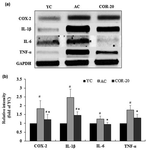 Figure 3. Effect of COR on the mRNA expression levels of inflammatory markers. (a) mRNA expression of COX-2, IL-1β, IL-6, and TNF-α analyzed by RT-PCR analysis in rat testis tissue; (b) Relative intensity levels (fold) in three independent experiments, respectively. GAPDH was used as an internal control. The data are expressed as the mean ± SD. #p < 0.05 compared with YC and *p < 0.05 compared with AC group. COX-2: cyclooxegenase-2, IL: interleukin, TNF-α: tumor necrosis factor-α, YC: young control, AC: aged control, COR-20: aged rats plus cordycepin 20 mg/kg treated group.