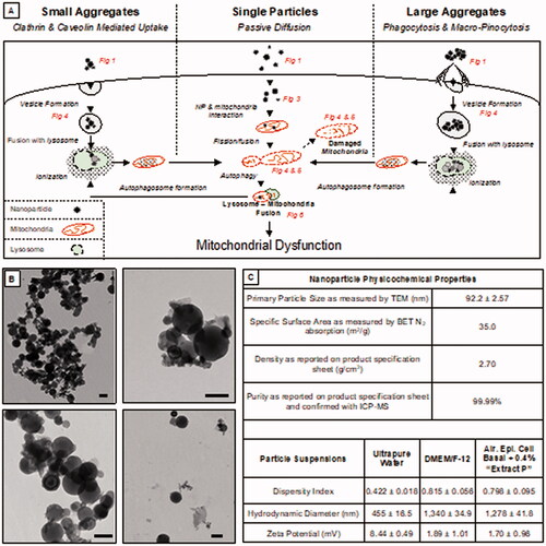 Figure 1. Mechanisms of mitochondrial dysregulation after aluminum nanoparticle exposure. The hypothesized mechanism (A) shows the different routes of uptake and the possible pathway of aluminum nanoparticle toxicity to mitochondria. Steps along the pathway are denoted within the figure that visualize the step in the pathway. TEM micrographs of aluminum nanoparticles (B) show an average size of around 92.2 nm with different sizes due to agglomeration. Table (C) reports the physicochemical properties of the aluminum nanoparticles as a dry powder, as a particle suspension in ultrapure water, and as a particle suspension in DMEM/F-12 (i.e. the cell culture media used in these studies). In ultrapure water and culture media, the dispersity index indicates that the nanoparticles are disperse with an average hydrodynamic diameter of 455 nm and 1340 nm, respectively. The zeta potential of 8.44 mV in ultrapure water and 1.89 mV in culture media is indicative of particle instability in suspension. The purity of the nanoparticles was confirmed via ICP-MS to be 99.99% pure aluminum. Scale Bar = 100 nm.