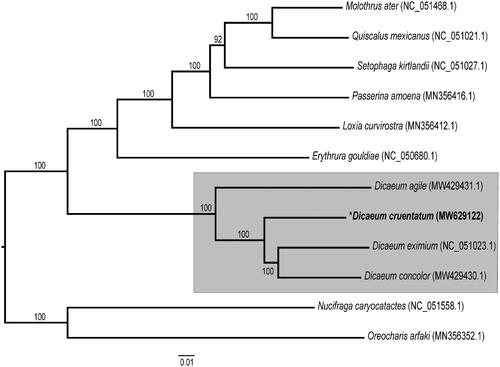 Figure 1. The maximum-likelihood (ML) tree constructed using mitochondrial genome sequences from Dicaeum cruentatum and 11 other Passeroidea species; Nucifraga caryocatactes and Oreocharis arfaki was used as the outgroup. Bootstrap values based on 1000 replicates are shown for each node.