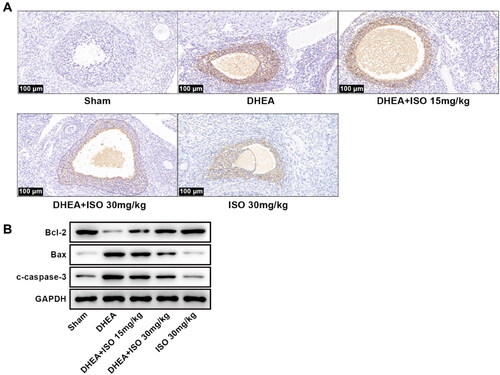 Figure 2. The representative pictures of apoptosis of ovarian tissues (scan bar = 100 μm) (A), and the protein expression of Bcl-2, Bax, and c-caspase-3 in ovarian tissues (B).