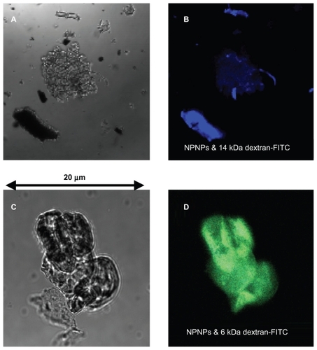 Figure 3 Optical and fluorescence images of the nanoporous nanoparticles (NPNPs) after incubation with 2 fluorescent polymers of different molecular weights (MWs): dextran-FITC 14 kDa (panels A and B), and dextran-FITC 6 kDa (panels C and D). The adsorption of the lighter polymer is clearly indicated by the green fluorescence emitted from the nanoparticles (panel D). In contrast, no green fluorescence can be observed being emitted from the heavier polymer (the blue fluorescence comes from salt residues), confirming the MW cut-off.