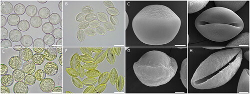 Figure 2. Pollen morphology and ultrastructure of Cycas and Ginkgo. (A) Cycas circinalis hydrated pollen, scale bar 20 µm. (B) C. circinalis dehydrated pollen, scale bar 20 µm. (C) C. circinalis hydrated pollen observed under the scanning electron microscope (SEM), scale bar 5 µm. (D) C. circinalis dehydrated pollen observed at SEM, scale bar 5 µm. (E) Ginkgo biloba hydrated pollen, scale bar 20 µm. (F) G. biloba dehydrated pollen, scale bar 20 µm. (G) G. biloba hydrated pollen observed at SEM, scale bar 5 µm. (H) G. biloba dehydrated pollen observed at SEM, scale bar 5 µm. For C and G, pollen was fresh collected, rehydrated in water, fixed, ethanol dehydrated, critical point dried and coated with gold.