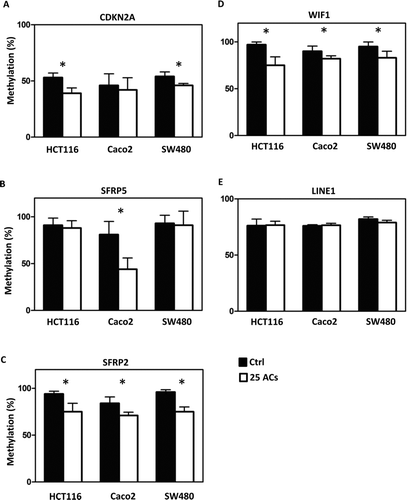 FIG. 3 Differential responses of human colon cancer cells to anthocyanins (ACs)-induced demethylation. ACs (25 μg/ml, 3 days) demethylate the promoter sequence of CDKN2A in HCT116 and SW480 cells (A), of SFRP5 in Caco2 cells (B), and of SFRP2 (C) and WIF1 (D) in HCT116, Caco2, and SW480 cells. ACs do not induce genome-wide methylation changes in all 3 lines as measured by the LINE-1 repetitive element (E). Ctrl = control. * P < 0.05.