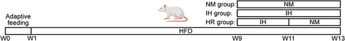 Figure 1 Timeline protocol for intermittent hypoxia/reoxygenation (IH/R) procedures in diet-induced obese (DIO) rat model.