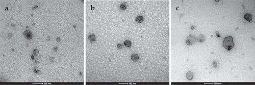 Figure 4. TEM images of UF-SEC fraction 9: Scale bars are: 200 nm (a) and 100 nm (b,c).