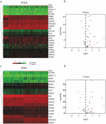 Figure 1. Heatmap and volcanic maps of differentially expressed MDGs from TCGA and ICGC data. (a and b) Differentially expressed MDGs obtained from the TCGA dataset. (c and d) Differentially expressed MDGs obtained from the ICGC dataset