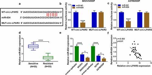 Figure 4. Circ-LPAR3 sponged miR-634. (a) The predicted binding sites and mutant sequence between circ-LPAR3 and miR-634 were shown. (b-c) Dual-luciferase reporter assay was performed to verify the interaction between circ-LPAR3 and miR-634. (d) The miR-634 expression in OC tissues was tested by qRT-PCR. (e) The miR-634 expression in cells was determined by qRT-PCR. (f) The correlation between circ-LPAR3 and miR-634 in DDP-resistant OC tissues was analyzed by Pearson correlation analysis. *P < 0.05, ****P < 0.0001.