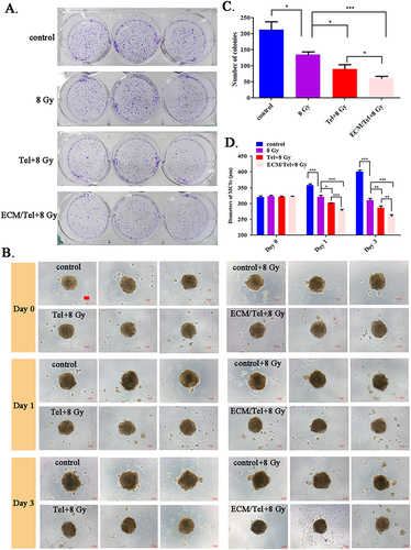 Figure 6 Colony formation assay of 4T1 treated with ECM/Tel and radiation-sensitizing effect of ECM/Tel in MCSs. (A) Photographs of colony formation in each group. (B) Morphological changes of MCSs in 3 days. (C) Number of colonies in each group. (D) Diameters of MCSs over 3 days in each group. Scale bar: 0.1 mm. NS: no significant difference, *P < 0.05, **P < 0.01, ***P < 0.001.