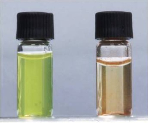 Figure 2 Photograph of CL-loaded NPs (left), and CL raw material (right) after dispersion in water.Abbreviations: CL, celastrol; NPs, nanoparticles.