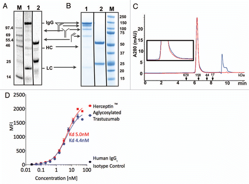 Figure 4 Analytical characterization of aglycosylated trastuzumab produced in the OCFS system. (A) Cell-free reaction product pool was visualized, using SDS-PAGE, by 14C autoradiography of leucine incorporation at 10 h. that measures only protein produced. Lane M: MW Marker, Lane 1, non-reducing, Lane 2, reducing. Autoradiography of the cell-free reaction product indicates 14C-leucine incorporation corresponding to ca. 400 mg/L production of full-length trastuzumab IgG1, as well as HC and LC, and confirms that only antibody was produced because the T7 RNA polymerase limits transcription to the T7 promoter on the plasmid added to the reaction, with no evidence for aberrant protein products produced from native RNA polymerase transcription. (B) SDS-PAGE analysis of purified protein. Following purification, non-reduced and reduced samples were analyzed with Coomassie blue staining following electrophoresis. Lane 1: 2 µg aglycosylated trastuzumab-non-reducing, Lane 2: 2 µg aglycosylated trastuzumab-reducing, Lane M: Precision Plus (BioRad) Marker Lane. (C) Analytical size exclusion chromatography of Herceptin® (red) and aglycosylated trastuzumab (blue). The peak at 9.5–10 min corresponds to buffer. (Inset) Enlarged view of traces. (D) FACS analysis of aglycosylated trastuzumab produced by OCFS and Herceptin® binding to HER2 overexpressing SK-BR-3 cells. The equilibrium KD corresponds to 5.0 nM and 4.4 nM, respectively. Control experiments showed that binding of aglycosylated trastuzumab is specifically competed with Herceptin® (data not shown).
