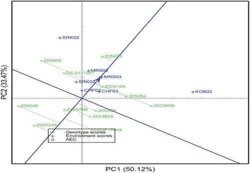 Figure 3. The average-environment coordination view showing the mean performance and stability of the 12 tef genotypes. CHF02 = Chefa 2002, CHF03 = Chefa 2003, KOB02 = Kobo 2002, MRS02 = Mersa 2002, MRS03 = Mersa 2003, SRK02 = Sirinka 2002, SRK03 = Sirinka 2003