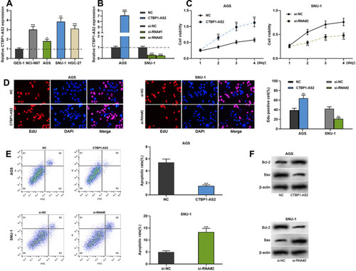 Figure 2 CTBP1-AS2 facilitated GC cell proliferation and inhibited apoptosis. (A) qRT-PCR was utilized for detecting CTBP1-AS2 expression level in human gastric mucosal cell line (GES-1) and GC cell lines (SNU-1, NCI-N87, HGC-27 and AGS). (B) Transfection efficiency of CTBP1-AS2 overexpression plasmids and si-RNA#/si-RNA#2 targeting CTBP1-AS2 was detected by qRT-PCR. (C–D) CCK-8 assay (C) and EdU assay (D) were used to detect GC cell proliferation. (E) Flow cytometry analysis was used to detect apoptosis of GC cells. (F) Western blot was conducted to detect the effect of CTBP1-AS2 on Bcl-2 and Bax expressions in GC cells after transfection. *P < 0.05, **P < 0.01, and ***P < 0.001.