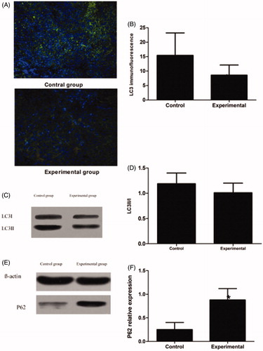 Figure 4. Autophagy expression in the control group and the experimental group in the first stage. (A) LC3 immunofluorescence: LC3-EGFP puncta and DAPI nuclei staining are shown. (B) LC3 immunofluorescence Index (C) LC3II/I protein expression. (D) LC3II/I protein relative expression level. (E) P62 protein expression. (F) P62 protein relative expression levels. Significant differences were calculated with respect to the control group. *p < .05.