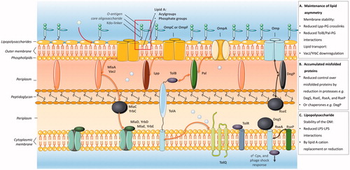 Figure 1. Summary of the three major models for membrane vesicle formation by Gram-negative bacteria. Model A proposes that the release of membrane vesicles occurs when mechanisms for maintenance of membrane asymmetry are compromised. Model B entails mechanisms for vesicles biogenesis that are induced by accumulated misfolded or unfolded proteins. Model C is based on the formation of membrane vesicles as the result of LPS modifications triggered by intrinsic or extrinsic factors. For each of the models the most important factors shown to be involved in vesicle formation are indicated as well as how they are involved in phospholipid (Model A) or misfolded protein (Model B) trafficking. The gray spheres represent the stress factors that have been shown to trigger vesicle formation. This figure was created using Servier Medical Art.