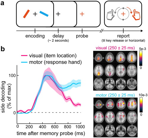 Figure 2. Visual-motor working memory task reveals concurrent accessibility of visual representation and action plans for working-memory guided behaviour. (a) Visual-motor working memory task in which visual shape (orientation) information is linked to specific prospective manual actions (predictable reproduction report) after a memory delay. In this task, actions rely on detailed visual representations from memory. Item locations and prospective response hands (linked to orientation) are independently manipulated to enable independent tracking of visual and motor memory attributes in the EEG. (b) Empirical evidence (EEG decoding) from this task for concurrent selection of visual representations and their associated manual actions from working memory. This data suggest that multiple visual items in memory are held available for selection together with plans for the multiple potential actions they afford. Adapted from (van Ede et al., Citation2019b).