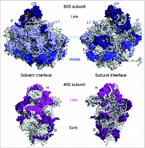 Figure 4. Clustering of ribosomal protein functional classes in the 40S and 60S structures. (Top) Large subunit ribosomal proteins required for 27SA pre-rRNA processing (early-acting, light blue) are localized on the convex solvent-exposed side, those necessary for 27SB pre-rRNA processing (middle-acting, royal blue) cluster around the polypeptide exit tunnel, and finally, ribosomal proteins important for processing of 7S/6S pre-RNAs and nuclear export (late-acting, dark blue) are present on the subunit interface as well as around the central protuberance. (Bottom) Small subunit ribosomal proteins required for early processing steps (dark purple) are primarily localized on the body domain while ribosomal proteins necessary for late nucleocytoplasmic maturation and export (magenta) are clustered on the 40S head domain. Structural landmarks of the small and large subunits are labeled as in Figure 1.