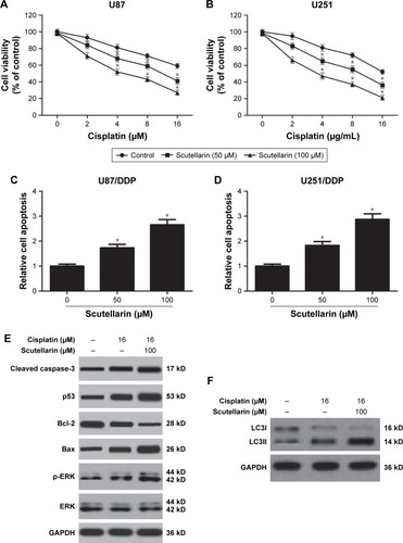 Figure 4 Scutellarin-enhanced sensitivity to cisplatin in glioma cells.Notes: The cisplatin-resistant U87 and U251 cells were established. (A, B) Cell viability of cisplatin-resistant U87 and cisplatin-resistant U251 cells to cisplatin after scutellarin pretreatment or vehicle treatment. (C, D) Cell apoptosis of cisplatin-resistant U87 and U251 cells after scutellarin pretreatment or vehicle treatment. (E) Western blot analysis of cleaved caspase-3, p53, Bax, Bcl-2, p-ERK, and ERK levels in U87/DDP cells treated by cisplatin, or scutellarin, or the combination. (F) Western blot analysis of LC3I and LC3II levels in U87/DDP cells treated by cisplatin, or scutellarin, or the combination. *P<0.05 vs control. Data are represented as mean ± SD of three independent experiments.