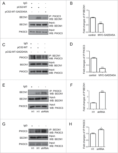 Figure 5. GADD45A disrupted the endogenous BECN1 and PIK3C3 interaction. (A, B, C, D) HeLa cells were harvested after transfection with pCS2-MT or pCS2-MT-GADD45A. (A, E) Immunoprecipitation was performed with PIK3C3 antibody. BECN1 was analyzed using western blots in immunoprecipitated complexes. (C, G) Immunoprecipitation was performed with BECN1 antibody. PIK3C3 was analyzed using western blots in immunoprecipitated complexes. (B, D, F, H) The densities of signals were determined by densitometry and are shown relative to the control group or the H1 group. Graphical data denote mean ± SD. *,P < 0.05; ***,P < 0.001.