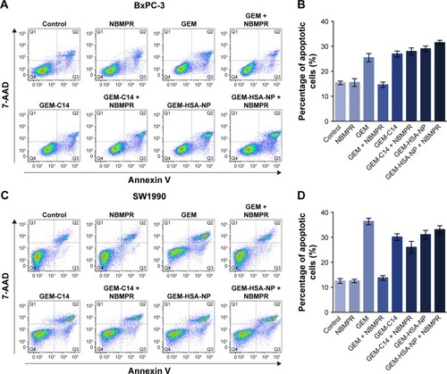 Figure 3 The effect of GEM-HSA-NP on cell apoptosis.Notes: (A) The apoptosis rates in BxPC-3 cells analyzed by flow cytometry after cells were treated with 0.05 μg/mL GEM, 0.1 μg/mL GEM-C14 and 2.083 μg/mL GEM-HSA-NP for 48 h, with or without 1μM NBMPR. (B) Apoptosis rates in each group of BxPC-3 cell line. (C) The apoptosis rates in SW1990 cells analyzed by flow cytometry after cells were treated with 0.05 μg/mL GEM, 0.1 μg/mL GEM-C14 and 2.083 μg/mL GEM-HSA-NP for 48 h, with or without 1μM NBMPR. (D) Apoptosis rates in each group of SW1990 cell line.Abbreviations: 7-AAD, 7-aminoactinomycin D; GEM, gemcitabine; GEM-C14, 4-N-myristoyl-gemcitabine; GEM-HSA-NP, gemcitabine-loaded human serum albumin nanoparticle; NBMPR, S-(4-nitrobenzyl)-6-thioinosine.