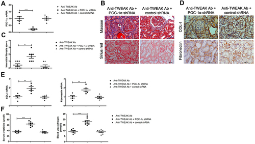 Figure 6 PGC-1α shRNA abolished the therapeutic effects of the anti-TWEAK antibody on renal interstitial fibrosis. For experiments involving the inhibition of PGC-1α expression, MRL/lpr mice were treated with PGC-1α shRNA or control shRNA via renal pelvis injection at 11 weeks old; after 2 weeks, MRL/lpr mice were treated with 2 mg/kg anti-TWEAK antibody every other day for 56 days. (A) The mRNA levels of PGC-1α were detected using quantitative reverse transcription PCR (n = 5/group). (B) Masson’s trichrome and Sirius red staining were used to measure the deposition of collagen fibers in the renal interstitium (scale bar, 50 μm), and (C) the interstitial fibrosis scores were evaluated blindly by the same pathologist (n = 7/group). The expression levels of COL-I and fibronectin were measured using immunohistochemical staining (D) and quantitative reverse transcription PCR (E) (scale bar, 100 μm) (n = 5/group). (F) The levels of blood urea nitrogen and serum creatinine were determined (n = 7/group). The results are expressed as mean ± SEM; *p < 0.05, **p < 0.01, ***p < 0.001.