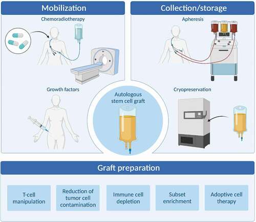 Figure 1. Methods for optimizing autologous hematopoietic stem cell grafts. Autologous hematopoietic stem cell grafts are influenced by several factors and the graft may be affected qualitatively and quantitatively by several factors including stem cell mobilization approaches, collection and storages techniques, and direct methods for preparation and improvement of the graft (Figure made by BioRender).