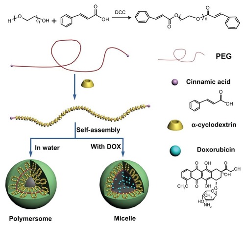 Figure 4 The illustrated formation of drug-loaded polyrotaxane nanoparticles.Abbreviations: PEG, poly(ethylene glycol); DOX, doxorubicin.