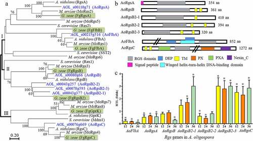 Figure 1. Phylogenetic relationship among orthologous RGSs from various fungi, prediction of conserved domains, and RGS gene expression in A. oligospora. A. The phylogenetic tree was constructed based on amino acid sequences of RGSs from different fungi. The numbers near the nodes indicate the bootstrap values. The GenBank numbers of RGSs from different fungi used in this tree are shown in Table S7. B. The conserved domains of seven RGSs in A. oligospora were predicted using InterProScan. C. The relative transcript levels of seven RGS genes in A. oligospora during trap formation. A. oligospora was incubated in PD broth at 28°C for 7 days. Mycelia were collected and nematodes were added to induce trap formation. Gene expression was examined at 12, 24, and 36 h after trap induction. Error bars: standard deviation. An asterisk indicates significant differences between the transcript level of Rgs genes at different stages of trap development (12 h, 24 h, and 36 h) vs. the transcript at 0 h (Tukey’s HSD, P < 0.05)