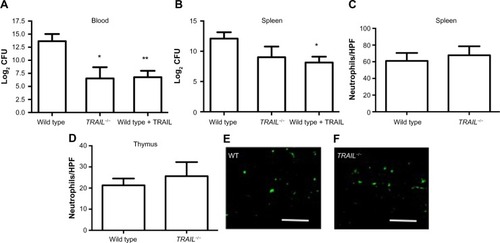 Figure 2 TRAIL deficiency decreased bacterial loads within the blood during CASP.Notes: TRAIL deficiency did not alter the number of infiltrating neutrophils during sepsis. Peritonitis was induced in wild-type mice (n=16 per group) and TRAIL−/− mice (n=8 per group). A subgroup of wild-type mice (n=8) received TRAIL treatment following CASP induction. (A and B) 20 hours following CASP, bacterial loads within the spleen and the blood were determined. Mean values and standard errors of the means of the binary logarithms of the CFUs are shown. As previously shown,Citation16 TRAIL treatment significantly decreased bacterial loads within the blood and the spleen following CASP. In septic TRAIL−/− mice, bacterial loads within the blood (A) were significantly decreased when compared to septic wild-type mice. Bacterial load within the spleen (B) was also reduced in septic TRAIL−/− mice but failed to attain statistical significance. (C–F) Neutrophils were detected by Ly6G-staining via immunohistochemistry (n=5 per group). Mean values and standard errors of the means of the number of neutrophils per HPF within the (C) spleens and (D) thymi of septic mice are depicted. (E and F) Scale bars =50 µm. Representative Ly6G-stained sections of septic wild-type (E) and TRAIL−/− (F) mice are shown. *P<0.05 when compared to septic wild-type control; **P<0.01 when compared to septic wild-type control.Abbreviations: CASP, colon ascendens stent peritonitis; CFUs, colony-forming units; HPF, high-power field; TNF, tumor necrosis factor; TRAIL, TNF-related apoptosis-inducing ligand.