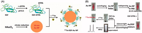 Figure 1. (A) Schematic illustration of the preparation of 111In-EGF-Au NP. Au NP were synthesized via the citrate reduction method and then conjugated with chelating ligand DTPA-coupled EGF to form EGF-Au NP. After purification, the EGF-Au NP were radiolabeled with 111In to produce 111In-EGF-Au NP. (B) Detailed procedures to synthesize 111In-EGF-Au NP.