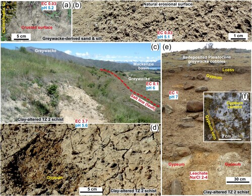 Figure 12. Regional salt line features in the Mackenzie basin area (Figure 1A). A, Pleistocene greywacke-derived glacial outwash sediment in Mackenzie basin, with wind-blown desiccated crusted surface. B, Similar material to E, without a crust in wind-eroded outcrop. C, View looking northwest of a road-cut in Otematata area at southern end of MacKenzie basin (Figure 1A). A salt line is defined by a fault between greywacke (right) and saline substrates on clay-altered low-grade schist (TZ 2; left). D, Bare saline substrate (as in C) with desiccation cracks and abundant gypsum-rich evaporative precipitates (white) immediately below surface (here exposed by shallow excavation). E, Natural erosion scar near Otematata with saline bare ground on clay-altered low grade schist, showing localised gypsum-rich evaporative precipitates (white; mostly under overhangs). F, Close view of a sample of gypsum-rich evaporative precipitates, from site in E.