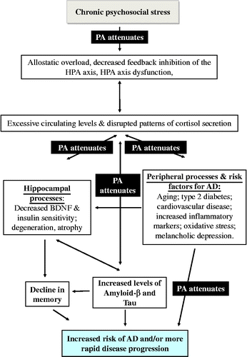 Figure 1.  Summary diagram: arrows indicate pathways between psychosocial stress and AD (arrows indicate direction of causality). PA = physical activity and is located on arrows where it has been shown to attenuate that pathway (see text).