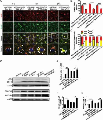 Figure 11. TFEB knockdown abolishes the protective effects of SMAD3 inactivation on lysosome biogenesis and autophagic flux in HK-2 cells. (A) Double immunofluorescence staining of LAMP1 and RAB7 to detect primary and/or secondary lysosomes. HK-2 cells with or without TFEB siRNA knockdown, were pretreated with SIS3 10 μM for 1 h and exposed to 30 μg/ml AGE-BSA for indicated time periods. LAMP1 and RAB7 double-positive dots represent secondary lysosomes (arrowheads), while single LAMP1-positive dots indicate primary lysosomes (arrows). Scale bar: 10 μm. (B and C) Number of primary lysosomes or percentage of primary and secondly lysosomes per cell. (D) Western blot analysis of LC3, SQSTM1, and HAVCR1 levels in HK-2 cells. Briefly, HK-2 cells with or without TFEB siRNA knockdown were pretreated with 10 μM SIS3 or DMSO for 1 h and exposed to 30 μg/ml AGE-BSA or Co-BSA for 24 h. (E–G) Densitometry results; the ratio of LC3-II, SQSTM1, or HAVCR1 to ACTB is expressed as a fold change compared with the level in controls. Data represent the means ± SEM of at least 3 independent experiments. *P < 0.05, **P < 0.01, and ***P < 0.001.