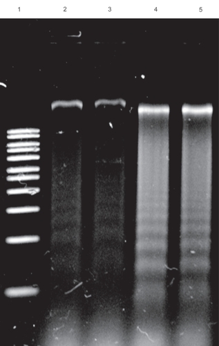 Figure 4 DNA fragmentation assays revealed the preserved functionality of Dox in polymer–Dex–Dox nanofilms. Lane 1 is a DNA marker. Lane 2 represents the control without polymer or drug. Lane 3 represents the culturing of macrophages atop polymer only substrates. Lane 4 represents the polymer–Dox hybrid activity as shown through the clear fragmentation of DNA. Lane 5 represents the polymer–Dex–Dox hybrid activity as shown through the clear fragmentation of DNA. Controlled and localized chemotherapeutic release would significantly enhance the efficacy of cancer treatment via the reduction of systemic toxicity due to systemic administration. The lack of DNA fragmentation or cell death of cells grown on the copolymer substrate highlight the biocompatible properties of the copolymer.