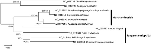 Figure 1. Neighbor joining (bootstrap repeat is 10,000) and maximum likelihood (bootstrap repeat is 1,000) phylogenetic trees of ten complete chloroplast genomes: Reboulia hemisphaerica (MK477551; this study), Marchantia polymorpha subsp. ruderalis (NC_037507), Marchantia paleacea (NC_001319), Dumortiera hirsuta (NC_039590), Pellia endiviifolia (NC_019628), Aneura pinguis (NC_035617), Gymnomitrion concinnatum (NC_040133), Ptilidium pulcherrimum (NC_015402), and two species as an outgroup: Takakia lepidozioides (NC_028738) and Sphagnum palustre (NC_030198). Black bars indicate specific clades with labels. Phylogenetic tree was drawn based on neighbor joining tree. The numbers above branches indicate bootstrap support values of neighbor joining and maximum likelihood phylogenetic trees, respectively.
