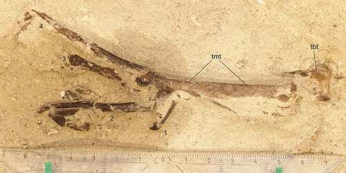 Figure 1. In-situ photo of the partial leg of Allgoviachen tortonica, n. gen. et sp. from the earliest late Miocene (Tortonian) of the Hammerschmiede clay pit (holotype, SNSB-BSPG 2020 XCIV 1058). Abbreviations: tbt, tibiotarsus; tmt, tarsometatarsus. The toes are numbered. Photo by Henrik Stöhr. [Colour online].