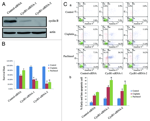 Figure 2A–C. Suppression of cyclin B1 contributes to sensitization of EC9706 cells to cisplatin or paclitaxel. (A) Western blot analysis of the protein levels of cyclin B1 and actin in EC9706 control-siRNA and CycB1 siRNA 1–2 cells; (B) Effects of cyclin B1 suppression on the viability in the EC9706 control-siRNA and CycB1 siRNA 1–2 cells lines after treatment with cisplatin, paclitaxel or a control reagent by MTS assay. (C)(a) EC9706 control-siRNA and CycB1 siRNA 1–2 cells were not treated or treated with cisplatin and paclitaxel for 24 h and the cells stained with annexin V and propidium iodide (PI) were analyzed by flow cytometry. The lower left quadrant contains the vital (annexin V-/PI-) population, the upper left quadrant contains the damaged (annexin V-/PI+) population, the upper right quadrant contains the late apoptotic (annexin V+/PI+) cells and the lower right quadrant contains the early apoptotic (annexin V+/PI-) cells. (C)(b) The bar chart shows the percentage of apoptotic cells (early apoptotic + late apoptotic).