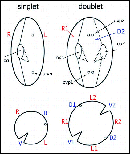 Figure 5 Organization of Paramecium doublet cells. The upper drawings outline a singlet and a homopolar doublet. In the singlet, the oral apparatus (oa) faces the observer and contractile vacuole pores (cvp) are on the hidden face. In the doublet, the second oral apparatus (oa2) is on the hidden side, while the corresponding contractile vacuole pores (cvp2) face the observer. The lower drawings represent the corresponding equatorial cross-sections, allowing a better visualization of the tandem organization of the doublet. R, L, V, D mark right, left, ventral, and dorsal sides of the singlet, respectively; R1/R2, V1/V2, etc. localize the different fields of the fused cells in the doublet.