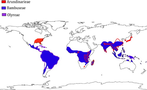 Figure 1. Native geographical distribution of the bamboos. Temperate woody bamboos (Arundinarieae), tropical woody bamboos (Bambuseae), and herbaceous bamboos (Olyreae) are colored in red, blue and purple respectively. Areas with red- and purple-line circled are the overlapping area of tribe Arundinarieae (red) and tribe Bambuseae (blue), and the overlapping area of tribe Olyreae (purple) and tribe Bambuseae (blue), respectively. Source: Author.