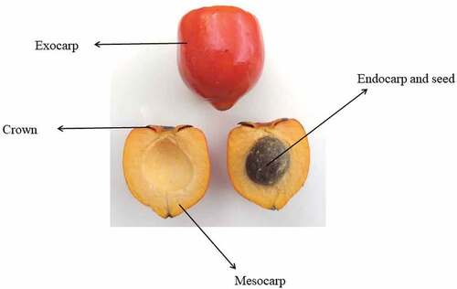 Figure 4. Morphological characteristics of peach palm fruits.