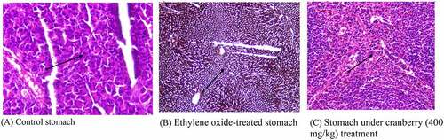 Figure 6. Histopathological examination of the stomach of rats before and after treating with cranberry (scale bar 35 microns with 40x magnification). The photomicrograph of the EtO-treated stomach clearly shows a decrease in the cytoplasmic content and a narrowing of the cells
