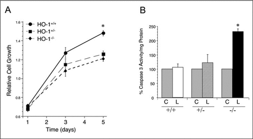 Figure 3.  Growth characteristics and susceptibility of mouse aortic endothelial cells (MAECs) from heme oxygenase (HO-1) +/+, +/−, and −/− mice to oxidized lipid-induced cell injury. (A) Cell growth was assessed at day 1, 3, and 5 in MAECs derived from HO-1 +/+, +/−, and −/− mice using the tetrazolium-based cell proliferation assay, XTT. (B) Confluent MAECs were exposed to PBS (control; C) or 50 µM oxidized linoleic acid (L) for 24 h, and caspase-3 activity/mg protein was determined. Gray bars, control MAECs from HO-1 +/+, +/−, or −/− mice; open bars, HO-1 +/+ MAECs; striped bars, HO-1 +/− MAECs; and dark bars, HO-1 −/− MAECs. The results in panels A and B are an average from three independent experiments, with each experiment having MAECs pooled from two individual mice from each genotype. Values are the mean (±sem). PBS, phosphate-buffered saline; *, P < 0.05.