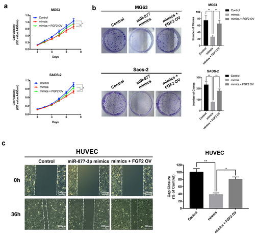 Figure 5. The effect of FGF2 overexpression in osteosarcoma and HUVEC cells. FGF2 was overexpressed in MG63 and saos-2 cells, cell proliferation was detected (a) by MTT assay and (b) colony formation assays. (c) HUVEC cells were transfected with control vector or miR-877-3p mimics only or both miR-877-3p mimics and FGF2 vectors, transfected HUVECs migration was detected in wound healing assay 36 h after transfection.