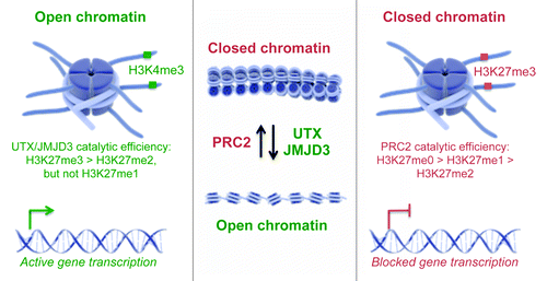 Figure 1. The UTX family mediates H3K27me2/3 demethylation. Graphical illustration of open and closed chromatin states that are mediated by the histone demethylases UTX and JMJD3 and the histone methyltransferase PRC2 hereby erasing or writing methyl groups on H3K27 enabling activation or blockage of gene transcription, respectively (graphics from www.somersault1824.com).
