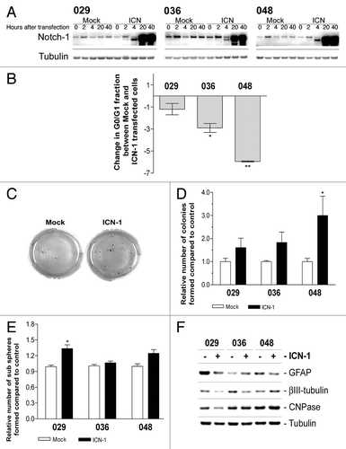 Figure 6. Transfection with ICN-1 results in opposite effect from DAPT treatment and affects stem cell characteristics. (A) Expression of total Notch-1 in cultures transfected with ICN-1 or mock plasmid after 0, 2, 4, 20, or 40 h. (B) Cell cycle analysis of neurosphere cultures transfected with ICN-1 or Mock and left for three days. Bars represent the difference in the G0/G1 fraction ± SEM between Mock and ICN-1 transfected samples from at least two independent experiments performed in mono- or duplicates. Negative bars correspond to a decrease in the G0/G1 fraction in the ICN-1 transfected samples compared with the mock samples. Comparisons of means between Mock and ICN-1 were based in the paired t-test performed on the untransformed data. (C) Representative photos of soft-agar assay performed on cells transfected with ICN-1 or Mock. (D) Quantification of colonies formed in the soft-agar assay with ICN-1 or Mock transfection. Bars shows the relative mean of colonies formed after 14 d ± SEM (E) Sub sphere formation assay performed on cells transfected with ICN-1 or Mock. Bars show relative mean of spheres formed after 14 d ± SEM. For (B, D, and E) stars represent the difference between the mean of control and treated. *P < 0.05, **P < 0.01. (F) WB detection of markers for differentiation in neurosphere cells treated parallel to (E). GFAP for astrocytes, βIII-tubulin for neurons, and CNPase for oligodendrocytes.