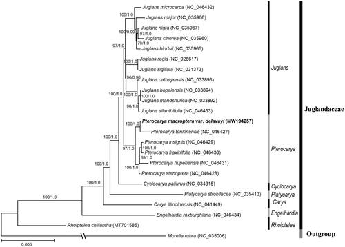 Figure 1. The maximum likelihood (ML) tree of 23 species inferred from the complete chloroplast genome sequences. Numbers associated with branches are ML bootstrap values and Bayesian posterior probabilities.